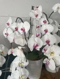 ⭐️蘭工房⭐️ミディ胡蝶蘭2株寄せ植え - メルカリ