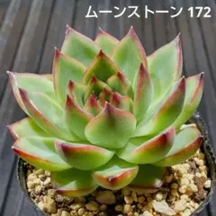ムーンストーン 172 エケベリア 多肉植物 抜き苗