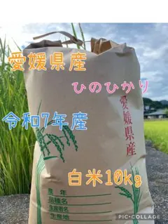 令和7年あさひの夢農家直送！！ 無洗米10キロ キュウリのおまけ付き