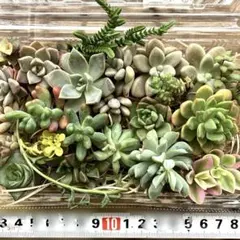 多肉植物 カット苗 詰め合わせセット A（寄せ植え、初心者向け） 15種33苗