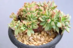 多肉植物　エケベリア・原種コロラータ　綴化