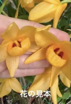 洋蘭 洋ラン 原種 デンドロビューム Den. thyrsiflorum 大株 - メルカリ