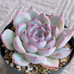 2025年最新】ミックスベリアの人気アイテム - メルカリ