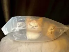 straykids スキズ ポップアップ リノ メンプロ トレカ付