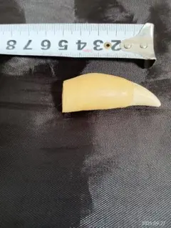 シャチの歯
