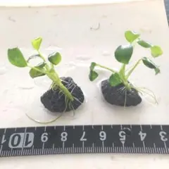 土様 リクエスト 3点 まとめ商品