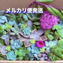 2026年最新】多肉植物 詰め合わせの人気アイテム - メルカリ