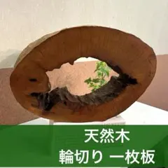 姫ライラック懸崖盆栽引き取り限定。黒松、赤松、真柏、五葉松盆栽