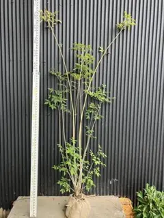 2025年最新】アオダモの人気アイテム - メルカリ