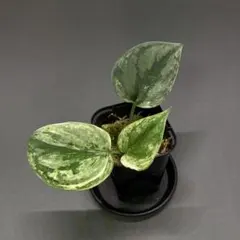 ESTA様 リクエスト 2点 まとめ商品