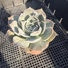 多肉植物　シムランス