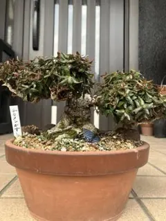 2026年最新】縮緬葛の人気アイテム - メルカリ