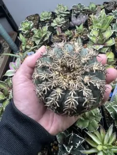 坂下様 リクエスト 3点 まとめ商品