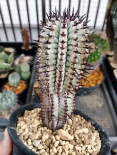特白 ユーフォルビア ホリダ 