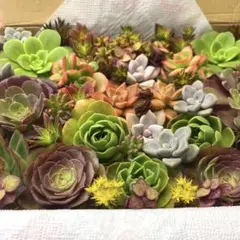 多肉植物⭐︎寄せ植え⭐︎アエオニウムセット⭐︎コンパクト発送⭐︎のサムネイル