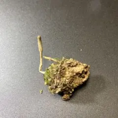 クモタケ冬虫夏草　Ａのサムネイル