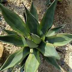 2025年最新】アガベ シャークバイトの人気アイテム - メルカリ