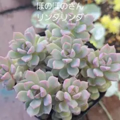 2026年最新】ぼのぼのさん苗の人気アイテム - メルカリ