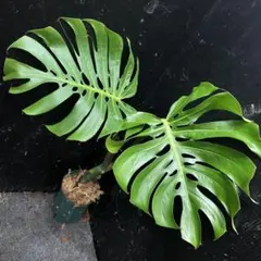 2026年最新】モンステラ マクロコズムの人気アイテム - メルカリ