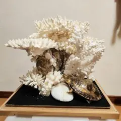 サンゴ　高級　オブジェ　久月　珊瑚　インテリア