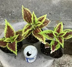 ottimo様 リクエスト 2点 まとめ商品