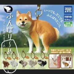ふんばりーぬ　トイプードルとポメ