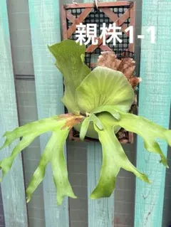 ビカクシダ P. Quadridichotomum 子株板付 2 - メルカリ
