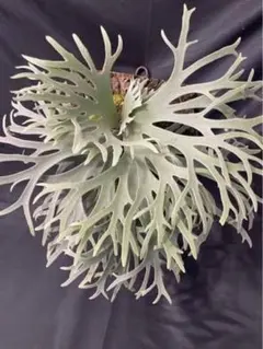 mimi様ご確認用　ウィリンキー ドワーフ バクテリア トトロ　２種セット Amazon | さんけい みにちゅあーとキット スタジオジブリシリーズ