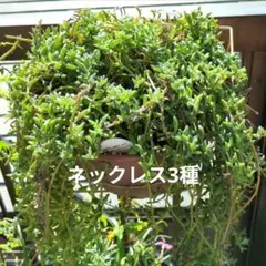 多肉植物 ネックレスセット グリーン ルビー アーモンド 三日月