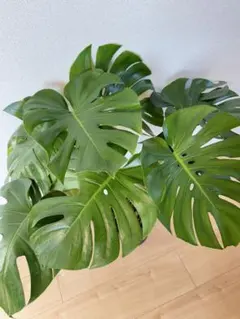 2026年最新】monsteraの人気アイテム - メルカリ