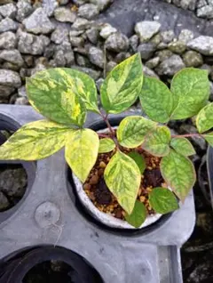 2025年最新】ヤマシャクヤク斑入りの人気アイテム - メルカリ