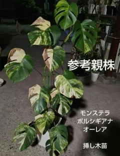 モンステラ ボルシギアナ オーレア 黄斑　挿し木苗②(観葉植物、斑入り）のサムネイル