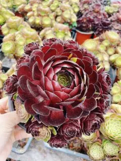 多肉植物。アエオニウム夕焼け法師錦抜き苗（13頭） - メルカリ