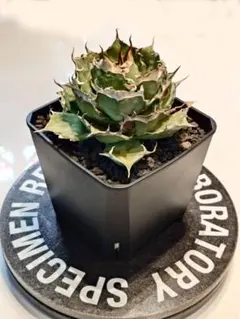 貴重カタチ製作所\"エイジングゴールド\"三点セット検)バリエム インビジブルインク 貴重カタチ製作所 エイジングゴールド 三点セット検)バリエム