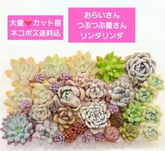 A大量18種類✨つぶつぶ屋さん❣️リンダリンダ❣️おらいさん❣️ ネコポス込のサムネイル
