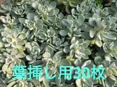 石蓮花 葉挿し用の葉 30枚のサムネイル