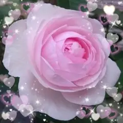 【バラ挿木苗】 DA ER 可憐 愛らしい ふんわりピンク バラ 苗 ③のサムネイル