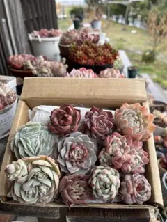 多肉☆詰め合わせ・いエケベリア・10苗