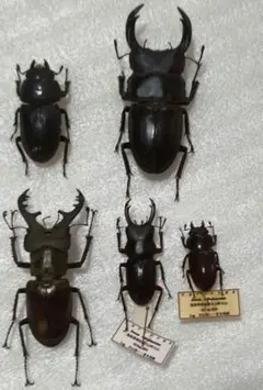 鳥取県のクワガタ4種セット 70mm,63mm,42mm,63mmのサムネイル