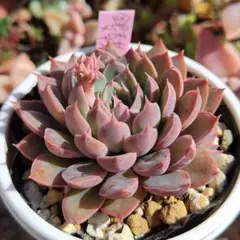 2026年最新】メキシコポルデンシスの人気アイテム - メルカリ