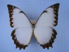モルフォ