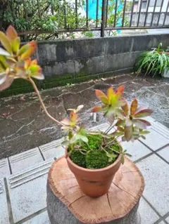 2026年最新】ツツジ盆栽の人気アイテム - メルカリ