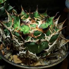 2025年最新】太陽神 アガベの人気アイテム - メルカリ