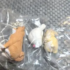 きょとん。 カプセルトイ フィギュア 文鳥 うさぎ 柴犬 豆柴のサムネイル