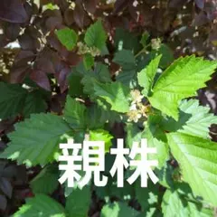 トゲなし　ブラックベリー　抜き苗