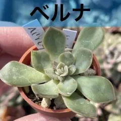 多肉植物【ペンテリー】 ポットごと or 抜き苗 6㎝ポット - メルカリ
