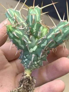 M94 塊根植物 希少種 ユーフォルビア カリサナ 実生苗 - メルカリ