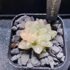 ハオルチア　姫オブツーサ鮮明錦　極上斑　大きめ