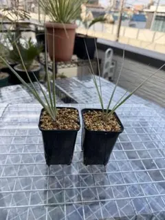 2026年最新】ドライガーデン セットの人気アイテム - メルカリ