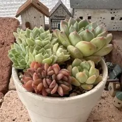 多肉植物 寄せ植えセット 七福神 ちょこん入り - メルカリ
